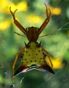 Micrathena_sagittata