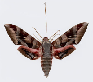 eumorpha_typhon_lg