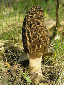 234px-Morchella_conica_1_beentree