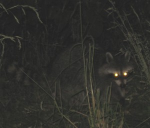 Raccoon_red_eye