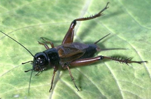 Southeastern_field_cricket