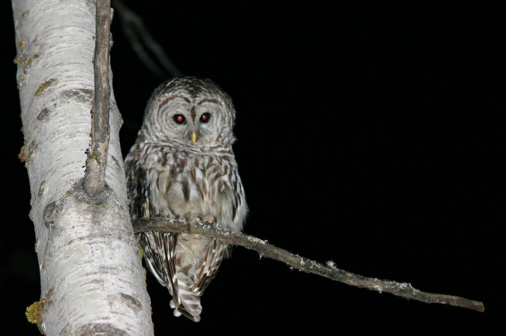 barred owl wiki