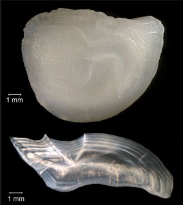 black drum otolith FWC fish and widlife