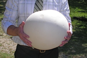 giant