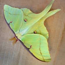 luna moth wiki commons