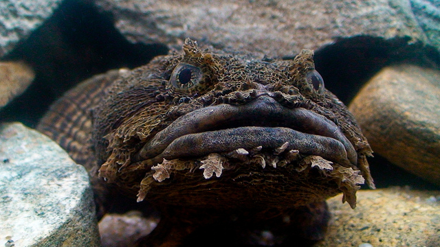 oyster toad fish ericksonsmith flicker