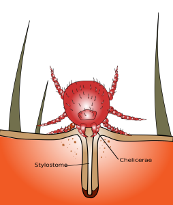 2000px-File-Chigger_bite.svg