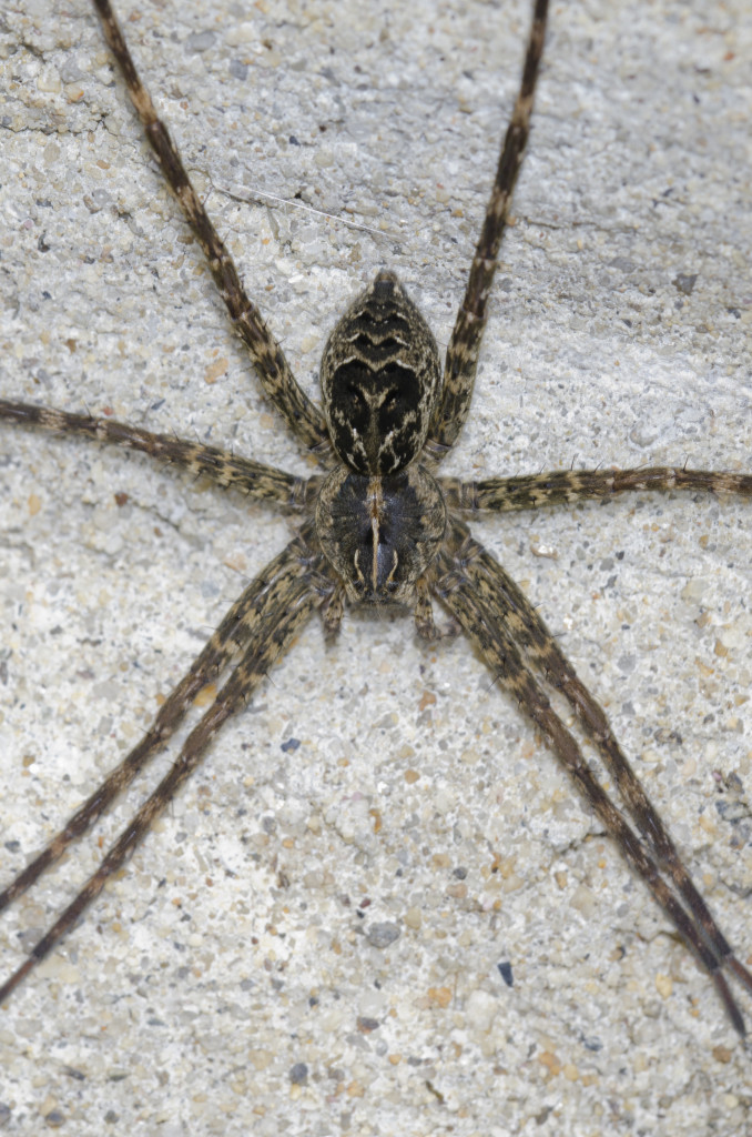D scriptus