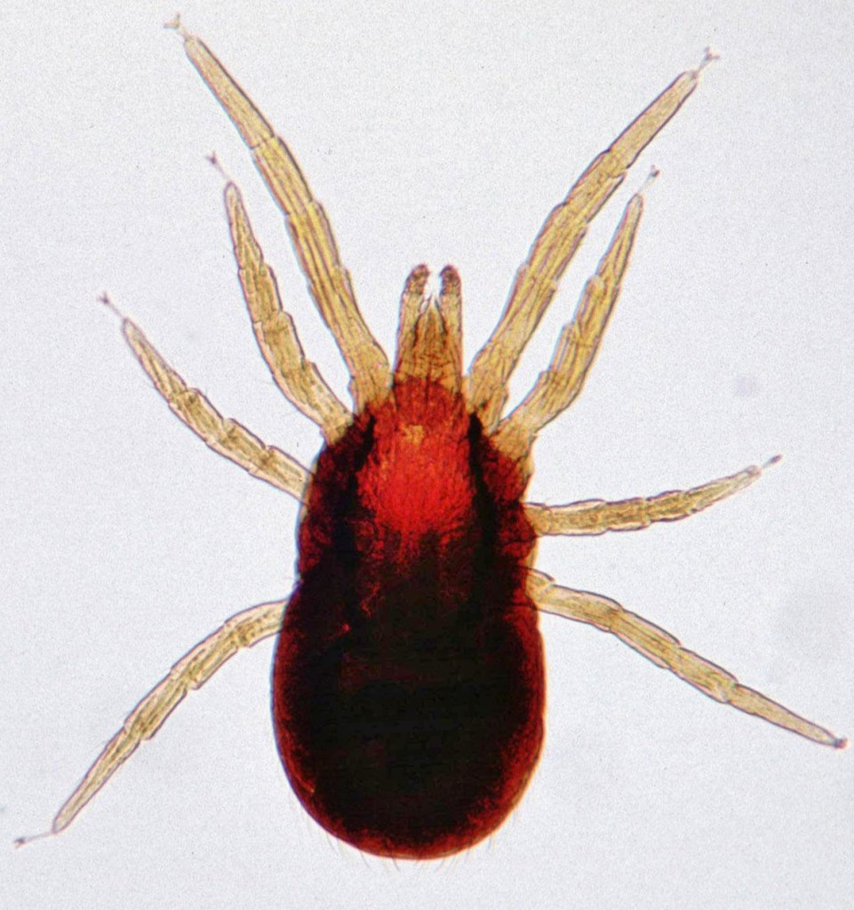 Dermanyssus-bird-mite