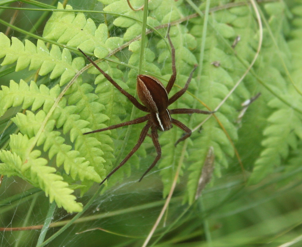 Dolomedes_striatus01