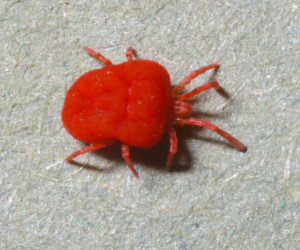 Trombicula-mite-adult