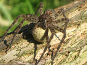 fishing spider us fws flicker