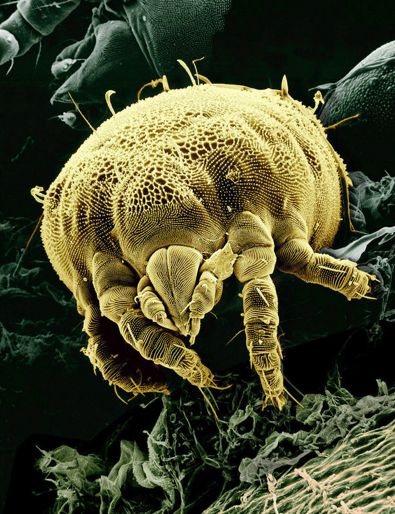 mite usda
