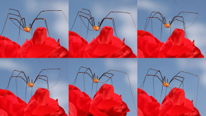 1024px-Harvestman_opilio_canestrinii_male_6charlesjsharp