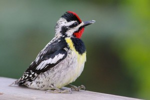 800px-Yellow-bellied_Sapsucker_(14150650217)
