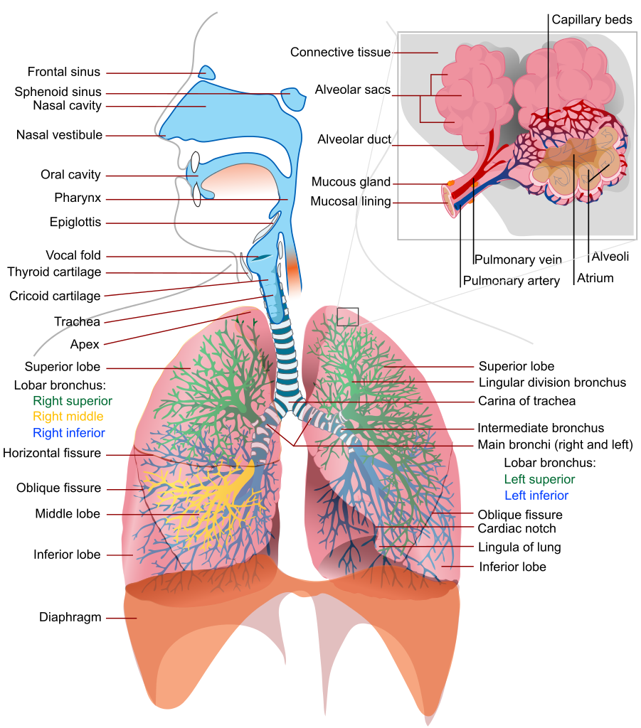 901px-Respiratory_system_complete_en.svg