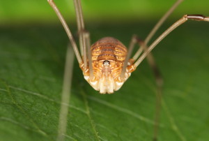 Flicker john flannery harvestman
