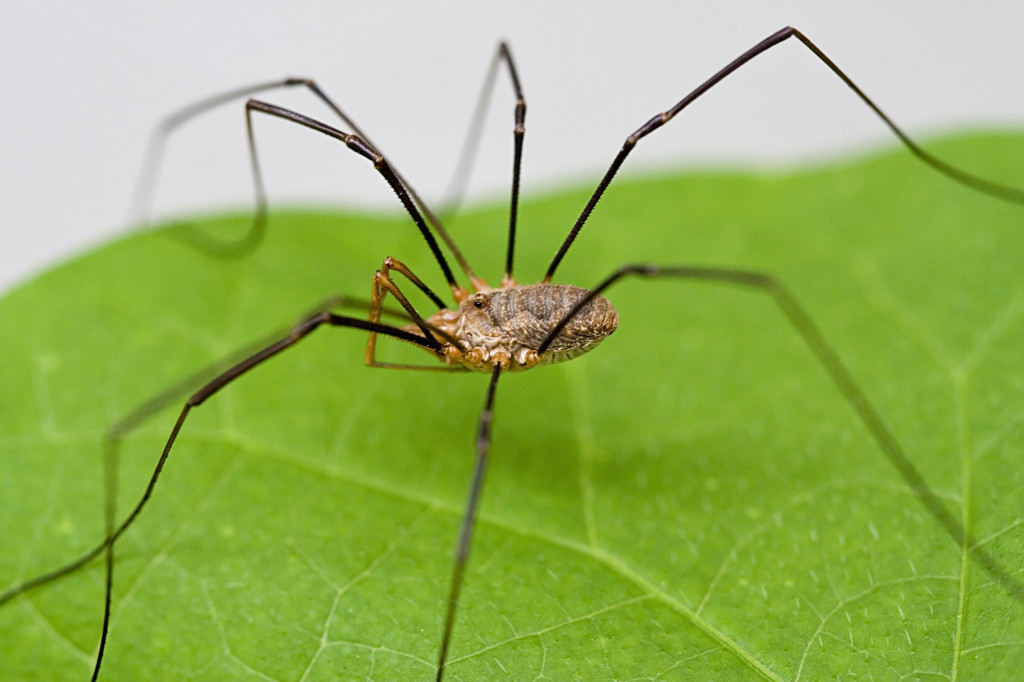 Harvestmen_Close_Macro