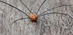 Leiobunum_rotundum,_Harvestman,male,_UK_(2)
