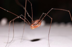 Robswatski flicker