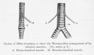 SuboscineTrachea