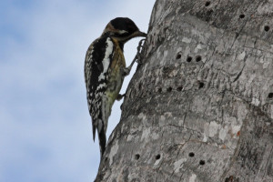 Yellow-bellied_Sapsucker_(Sphyrapicus_varius)_(8592687858)