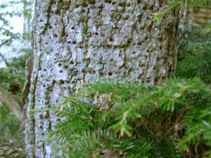 Yellow-bellied_sapsucker_feeding_holes_in_eastern_hemlock_(SC_woodlot)