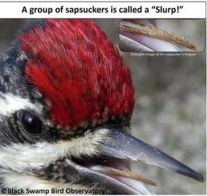 black swamp bird observatory