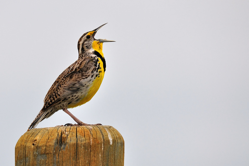 flicker john carrel