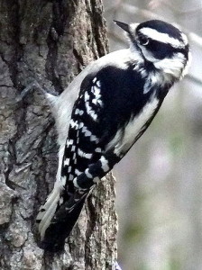 358px-Downy_Woodpecker-Female