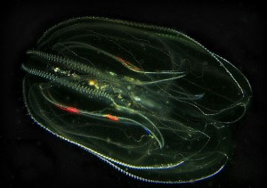 640px-Mnemiopsis_leidyi_-_Oslofjord,_Norway
