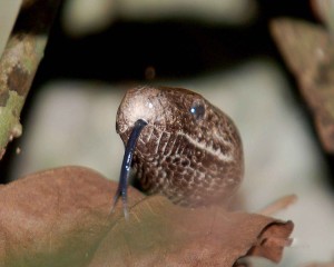 750px-Puerto_Rican_boa_snake_with_tongue_shown_epicrates_inornatus