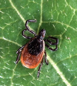 Adult_deer_tick wiki