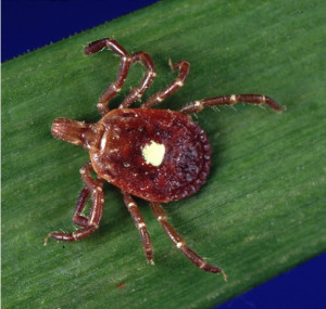 Amblyomma_americanum_tick female lonestar wiki