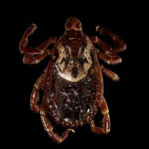 American_Dog_Tick_(Dermacentor_variabilis)_(14447132844)