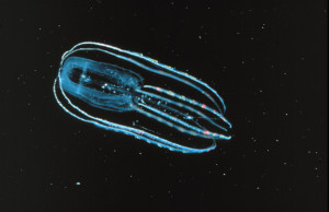 Ctenophore_-_Bolinopsis_infundibulum