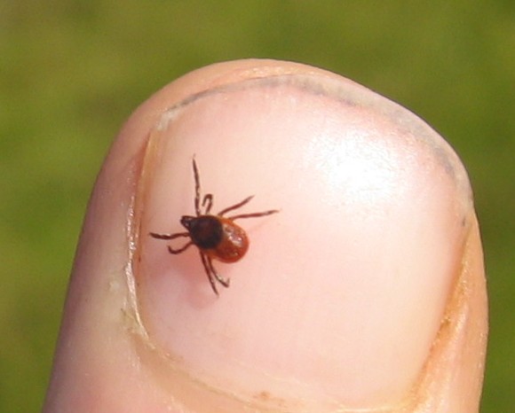 Deer_Tick_-_geograph.org.uk_-_105508