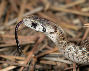 Dekays brown snake patrick colin flicker sharing
