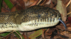 Morelia_spilota_head