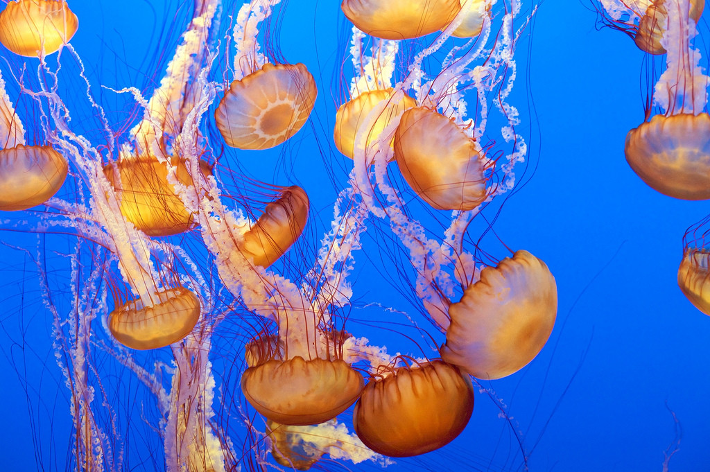 Sea_Nettle_2_Monterey_Bay_Aquarium