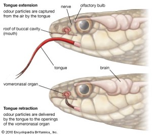 VNO snake1