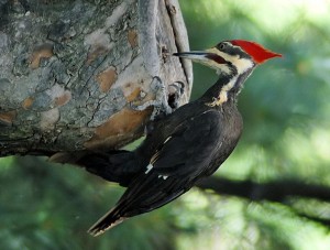Woodpecker_20040529_151837_1c_cropped