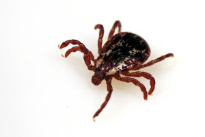 dog tick male dan thombs flicker