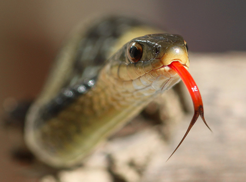 garter snake ken hip flicker sharing