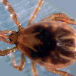 male black legged tick