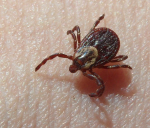 patrick randall flicker sharing dog tick male