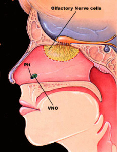 the med school project