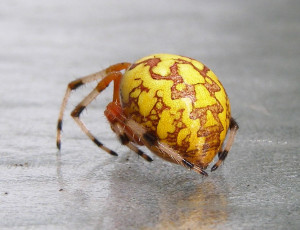 781px-Araneus_marmoreus wiki