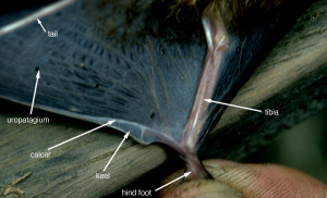 Bat_calcar