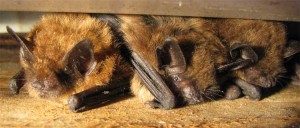 Brown_bats big